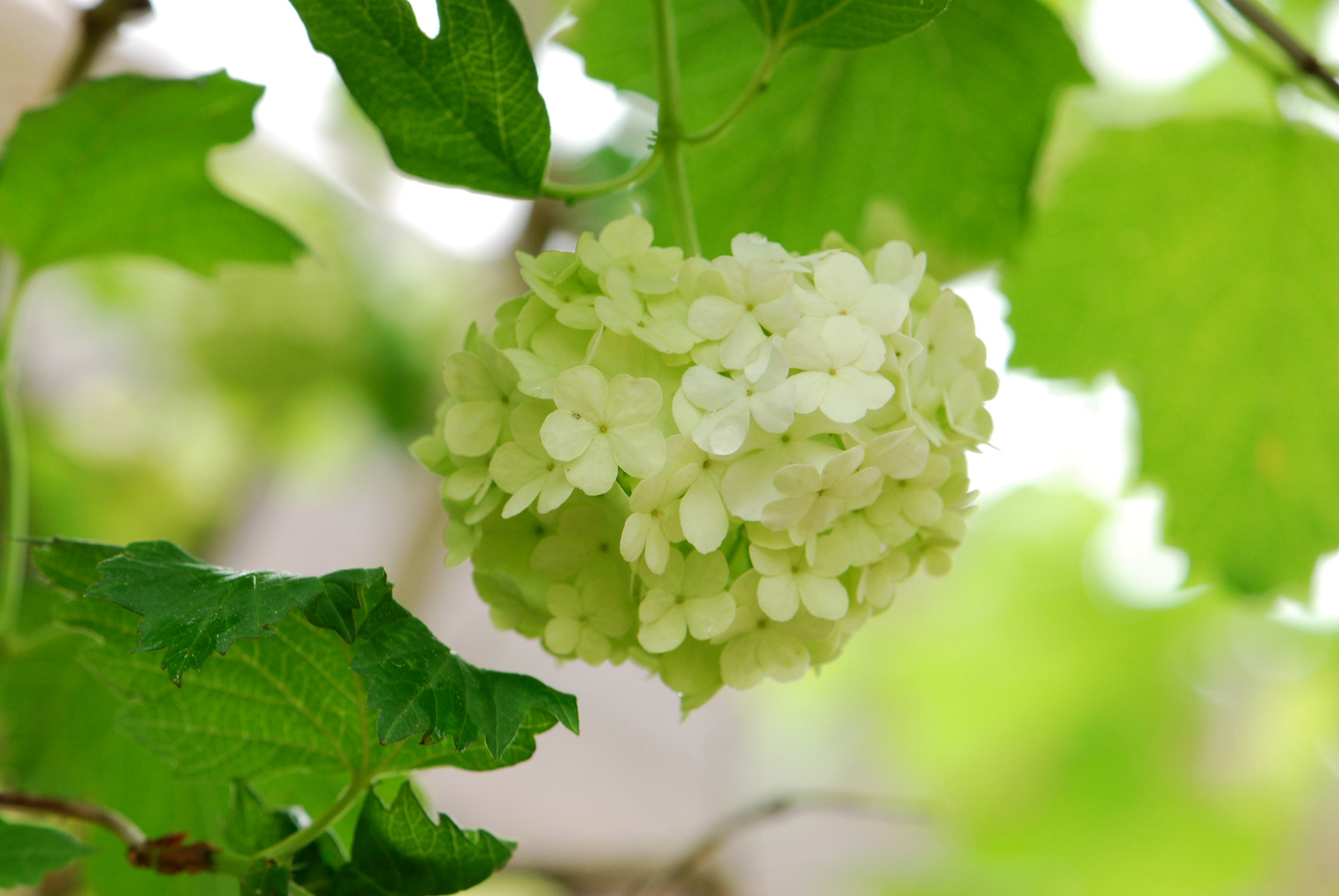 Viburnum opulus 'Roseum' kalina obecná květ